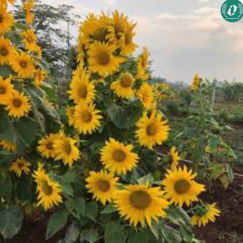 Hạt giống Hoa Hướng Dương