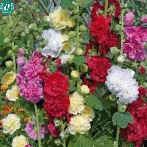 Hạt giống Hoa Mãn đỉnh hồng
