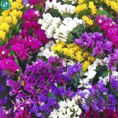 Hạt giống Hoa Salem mix