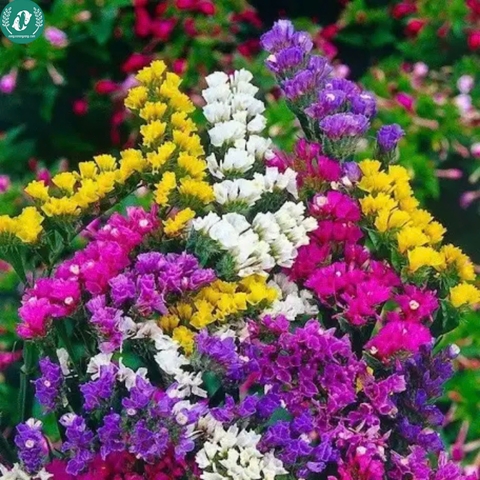 Hạt giống Hoa Salem mix