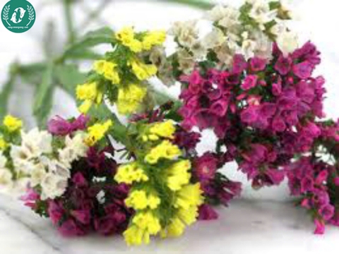 Hạt giống Hoa Salem mix