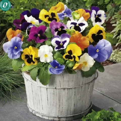 Hạt giống Hoa Pansy