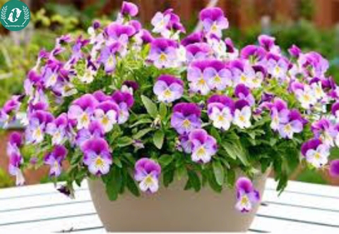 Hạt giống Hoa Pansy