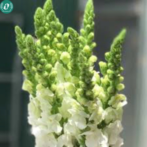 Hạt giống Hoa mõm sói