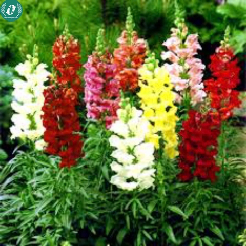 Hạt giống Hoa mõm sói