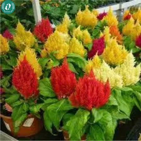 Hạt giống Hoa màu gà lửa mix