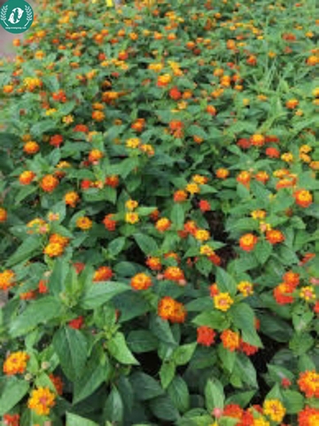 Hạt giống Hoa cúc ngũ sắc