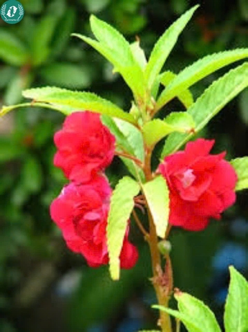 Hạt giống Hoa bóng nước