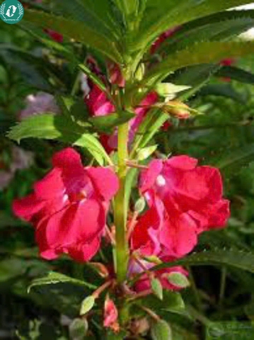 Hạt giống Hoa bóng nước