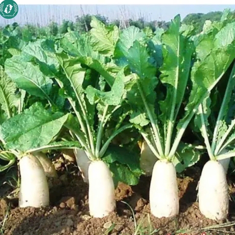 Hạt giống củ cải trắng