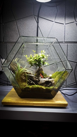 Terrarium 