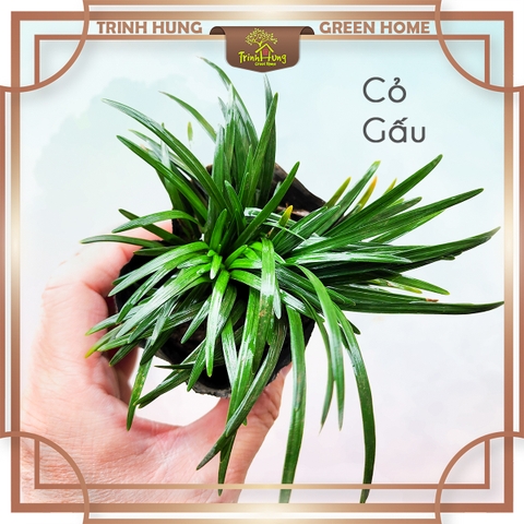 Cỏ gấu mỹ, hổ tu