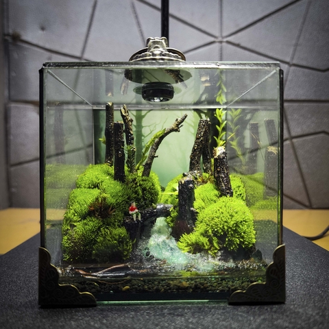 Terrarium cubic 10 