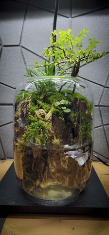 Bình cây bán cạn nuôi cá