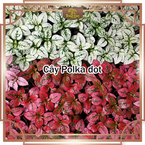 Cây Polka dot (Hypoestes phyllostachya), cây chấm bi