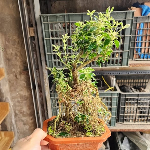 Cây Bạch Tuyết  Mai