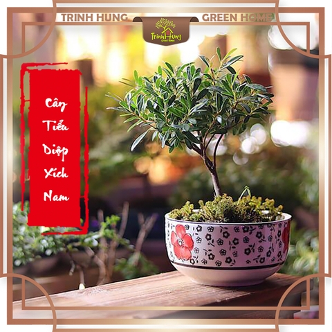 Cây tiểu diệp xích nam