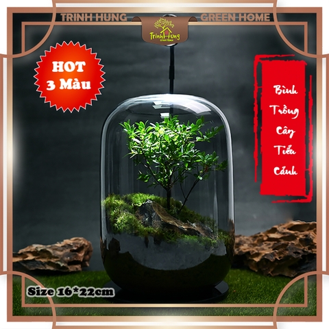 Bình thủy tinh trồng cây 16*22cm