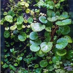 Cây Hổ Nhĩ - cây thân bò có sức sống khỏe, trồng cảnh, phối bán cạn, terrarium