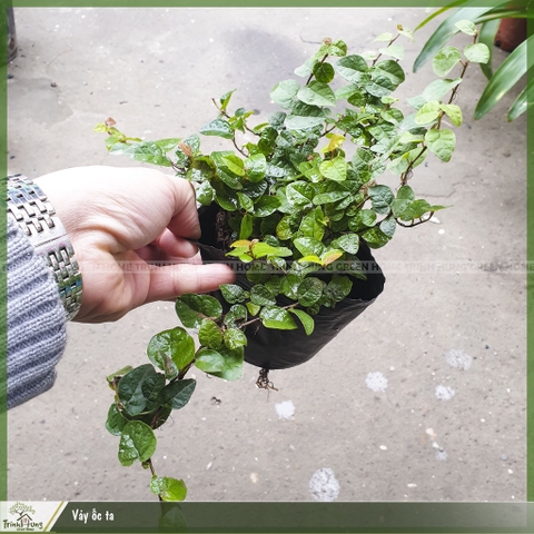 Cây vảy ốc ta, cây thằn lằn, cây leo có sức sống khỏe