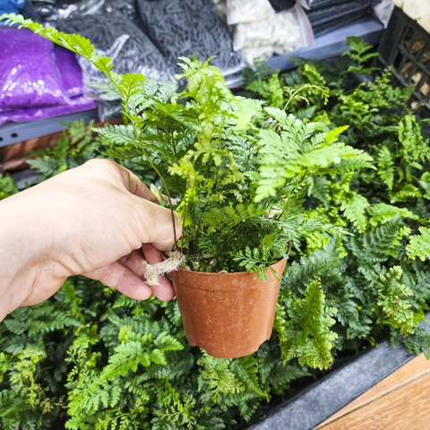 Cây dương xỉ chân thỏ