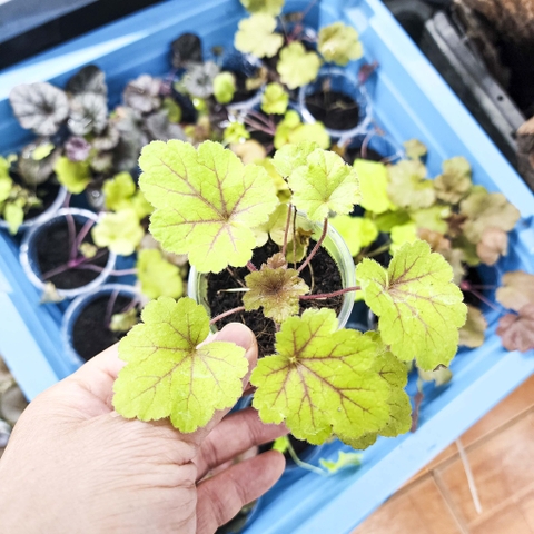 Cây chuông san hô (Heuchera) - cây trồng dễ phát triển, nhiều màu sắc