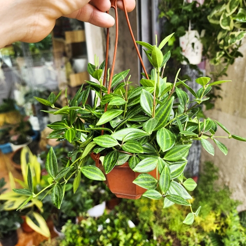 Cây bình an chậu treo size S