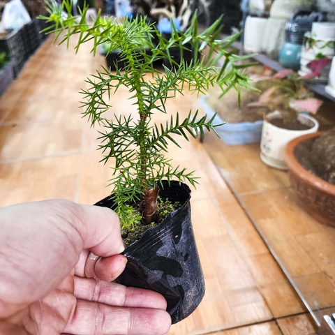 Cây tùng xương cá - cây bonsai khỏe, dễ chăm sóc