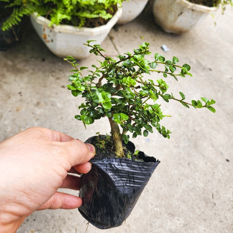 Cây sam hương mini