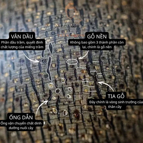 🔍 PHÂN BIỆT TRẦM THẬT – TRẦM GIẢ: NHÌN BÊN TRONG LÀ BIẾT NGAY