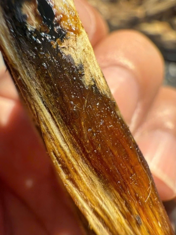 KỲ HẢI NAM CÓ PHẢI LÀ KỲ NAM KHÔNG?