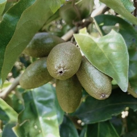 Nhót bao tử (Đã bán hết)