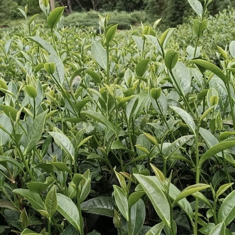 Chè ô long Phia Đén (500g)