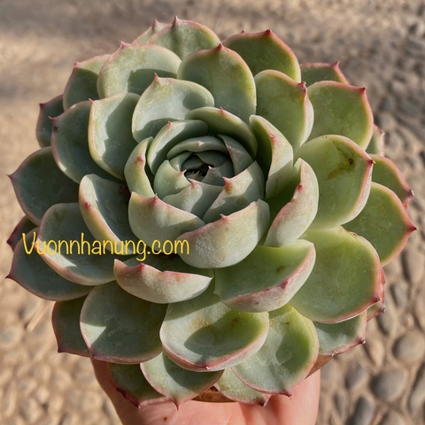 Sen đá bánh bao size đại