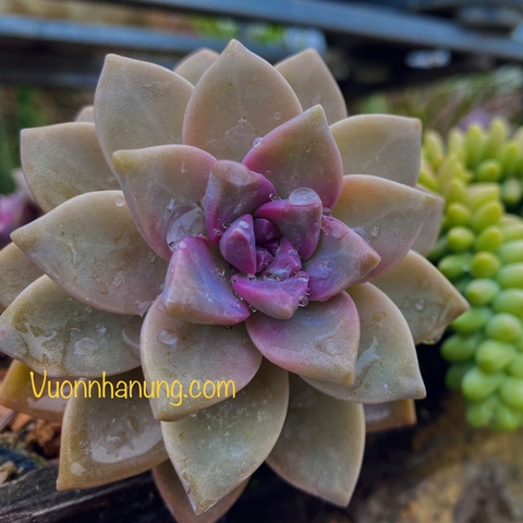 Sen đá đá tuyết (bụi)