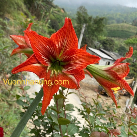 Hoa lan huệ (Cam thơ)