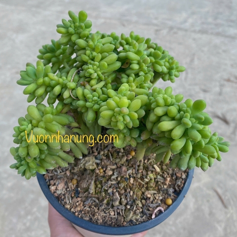 Sen đá thạch mỹ Crest thụ