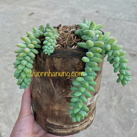 Sen đá chuỗi ngọc bi