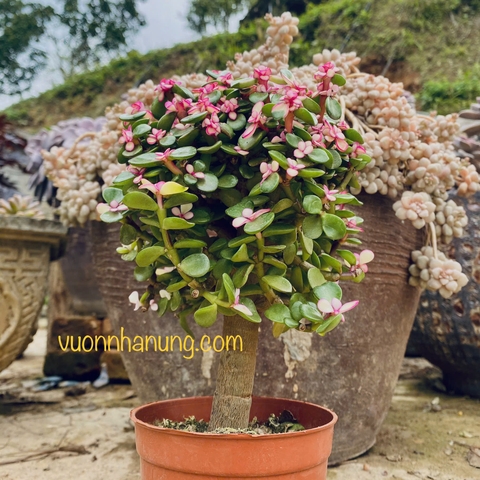 Sen đá dola hồng thụ