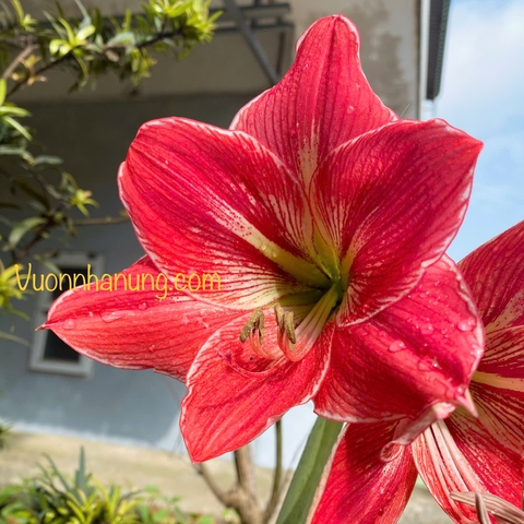 Hoa lan huệ (mix ngẫu nhiên củ các loại)