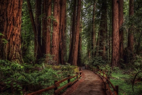TOUR HÁI TRÁI CÂY – REDWOOD FOREST – NÔNG TRẠI LỪA IRON BROOK