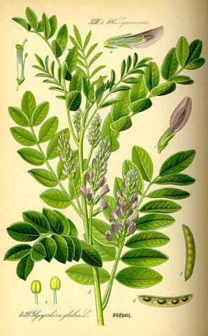Khám Phá Hiệu Quả Tuyệt Vời Của Glycyrrhiza Glabra
