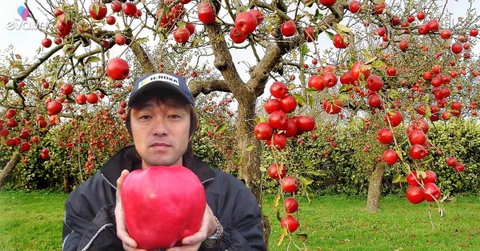 Táo đắt nhất thế giới 500.000 đồng/quả có gì đặc biệt?
