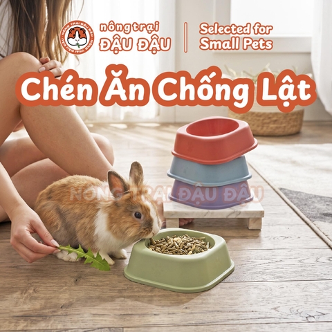 Chén Ăn Chống Lật Cho Thỏ, Bọ Ú, Chinchilla, Chó, Mèo