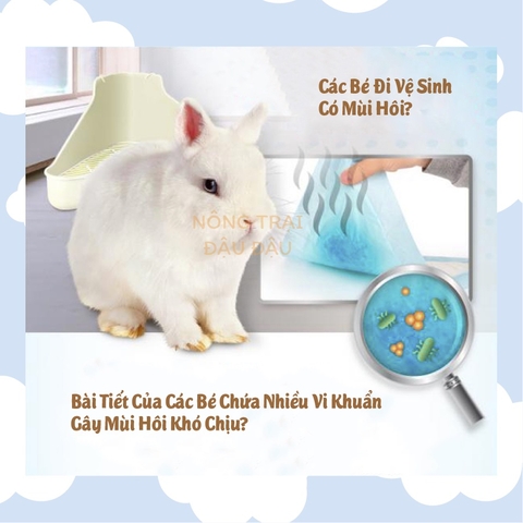 Dung Dịch Uống Khử Mùi Hôi Cho Thỏ, Bọ Ú, Chinchilla, Hamster DRBUNNY 50ml