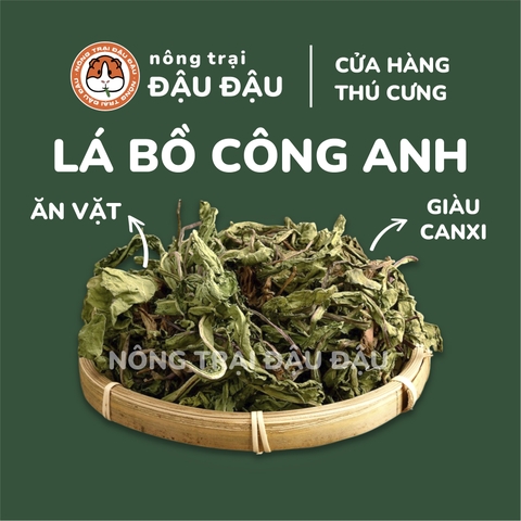 Cỏ Bồ Công Anh
