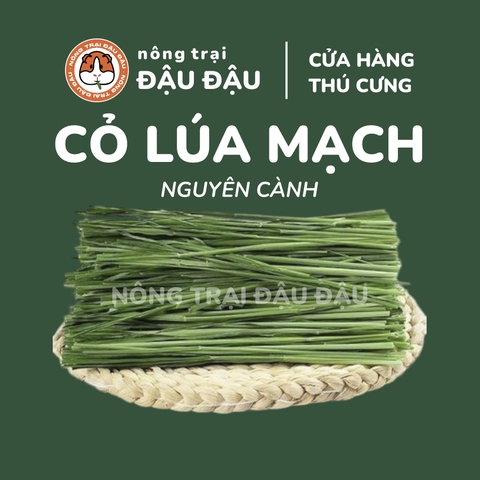 Cỏ Lúa Mạch - Đậu Đậu Fresh Select
