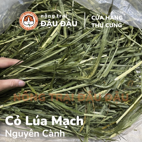 Cỏ Lúa Mạch - Đậu Đậu Fresh Select