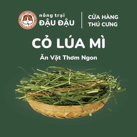 Cỏ Lúa Mì