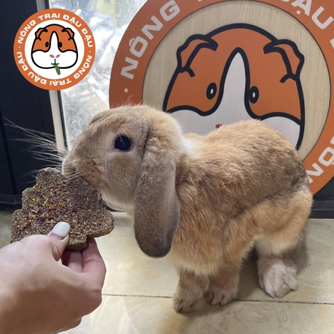 Bánh Cỏ Mài Răng Mix Hoa Cho Bọ Ú, Thỏ, Chinchilla